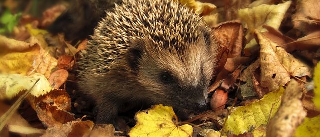 hedgehog-985315_640